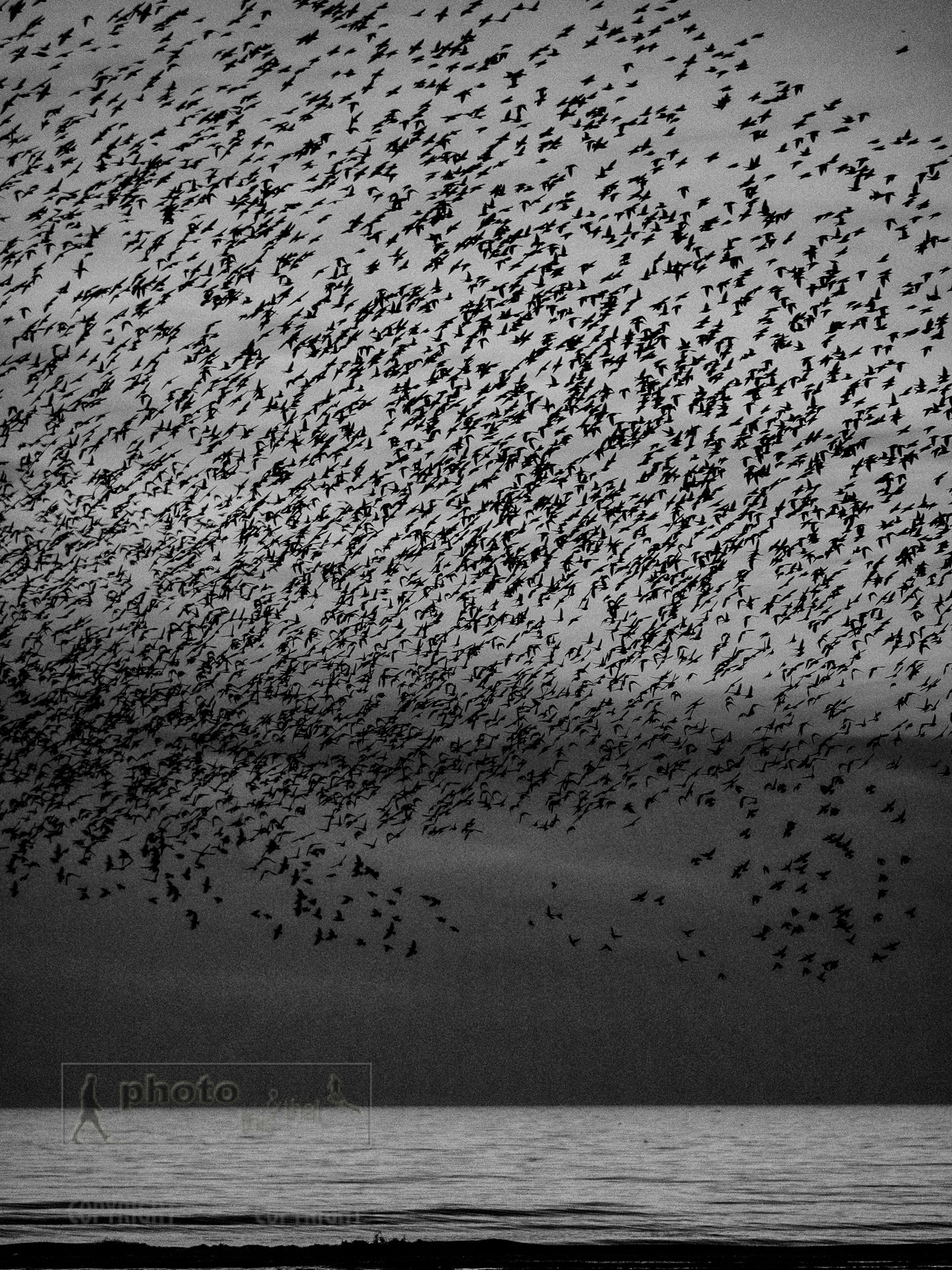 Murmuration