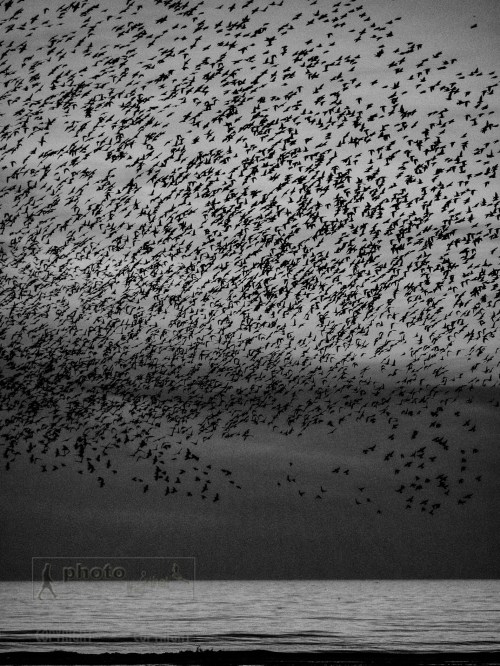 Murmuration